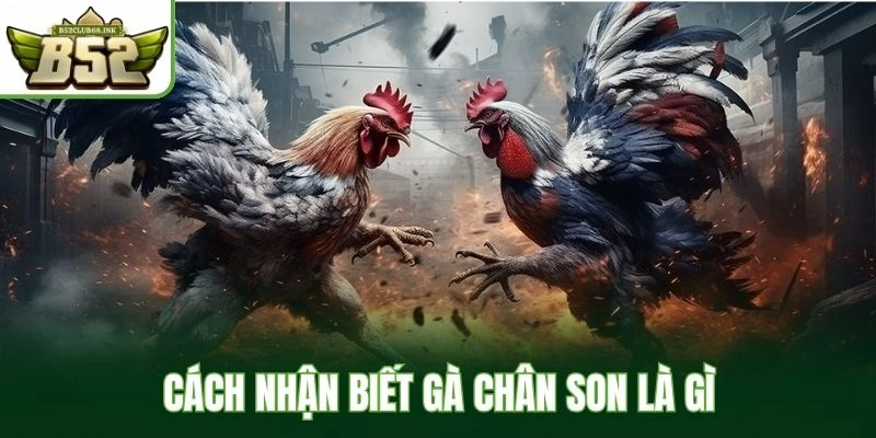 Cách nhận biết gà chân son là gì