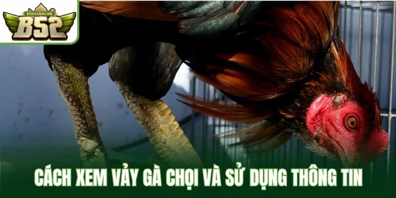 Cách xem vảy gà chọi và sử dụng thông tin