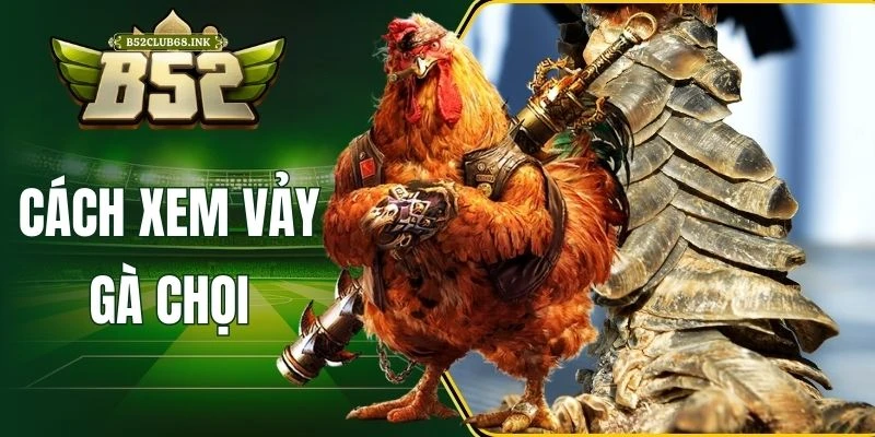 Cách xem vảy gà chọi
