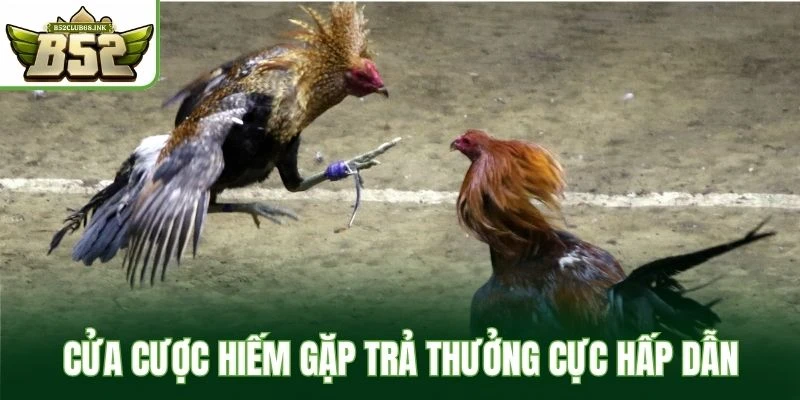 Cửa cược hiếm gặp trả thưởng cực hấp dẫn