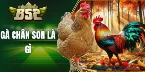 Gà chân son là gì