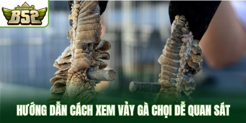 Hướng dẫn cách xem vảy gà chọi dễ quan sát